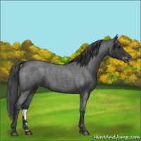 Horse Color:Blue Roan Appaloosa 