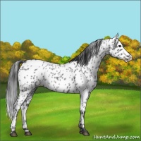 Horse Color:Blue Roan Appaloosa