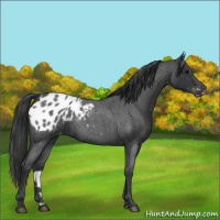 Horse Color:Blue Roan Appaloosa 