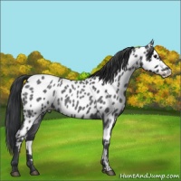 Horse Color:Blue Roan Appaloosa 
