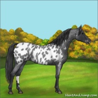 Horse Color:Blue Roan Appaloosa 