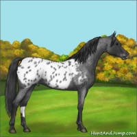 Horse Color:Blue Roan Appaloosa 