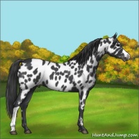 Horse Color:Blue Roan Appaloosa