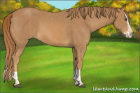 Horse Color:Chestnut  and Chestnut Splash 