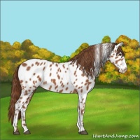 Horse Color:Chestnut Near Leopard