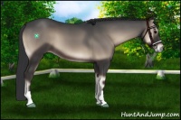 Horse Color:Blue Onyx 