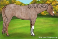 Horse Color:Red Roan 