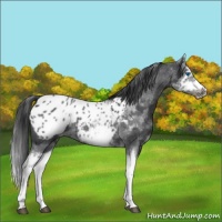 Horse Color:White Spotted Blue Roan Splash Frame Appaloosa 