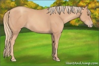 Horse Color:Gold Champagne 