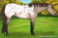 Horse Color:Bay Dun Appaloosa
