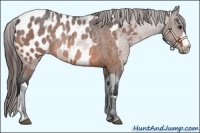 Horse Color:Bay Roan Appaloosa  and Bay Roan Appaloosa Rabicano 