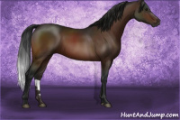 Horse Color:Gray Bay 