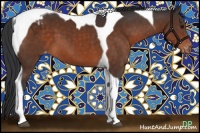 Horse Color:Brown Tobiano Appaloosa