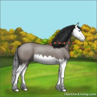 Horse Color:Grullo Roan Splash 