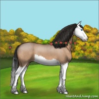 Horse Color:Brown Roan Dun Splash 