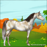 Horse Color:Gray White Spotted Buckskin Pearl Dun Brindle 