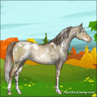 Horse Color:Gray White Spotted Chocolate Palomino Pearl Dun Sabino