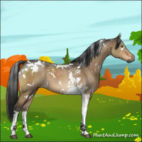 Horse Color:Gray White Spotted Brown Dun Tobiano 