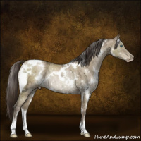 Horse Color:Gray White Spotted Smoky Grullo Ice Pearl Mushroom Rabicano Brindle 