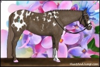 Horse Color:Chocolate Palomino Appaloosa 