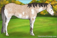 Horse Color:Bay Ice Dun Splash