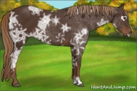 Horse Color:Liver Chestnut Ice 