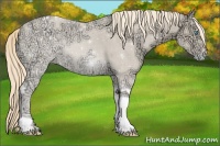 Horse Color:Perlino Ice Tobiano Appaloosa 