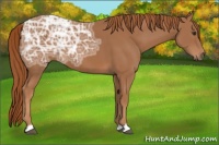 Horse Color:Chestnut Ice 