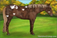 Horse Color:Chestnut Ice Appaloosa