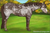 Horse Color:Liver Chestnut Ice 