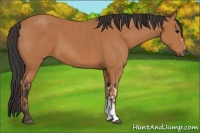 Horse Color:Bay and Bay