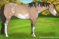 Horse Color:White Spotted Amber Champagne Frame 