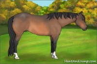 Horse Color:Buckskin Roan 