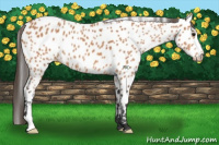 Horse Color:Bay Appaloosa