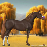 Horse Color:Liver Chestnut 