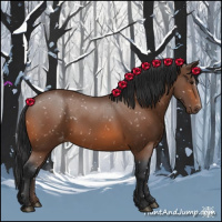Horse Color:Bay Appaloosa