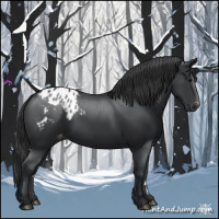 Horse Color:Black Appaloosa 
