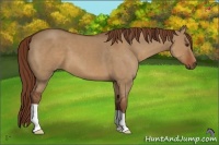 Horse Color:Red Dun 