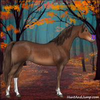 Horse Color:Liver Chestnut Sabino 