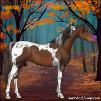 Horse Color:Liver Chestnut Tobiano 