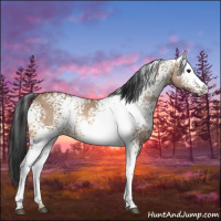 Horse Color:White Spotted Bay Dun Rabicano