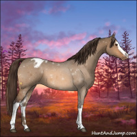 Horse Color:White Spotted Bay Dun Appaloosa 