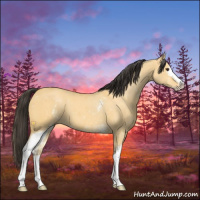Horse Color:White Spotted Buckskin Dun Sabino 