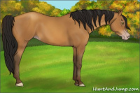 Horse Color:Gray Amber Champagne 