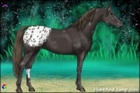 Horse Color:Smoky Black Appaloosa 