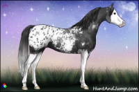 Horse Color:Black Sabino Splash Appaloosa 