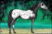 Horse Color:Black Near Leopard 
