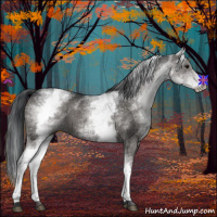 Horse Color:White Spotted Black