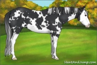 Horse Color:White Spotted Black Splash