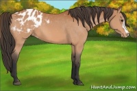 Horse Color:Bay Appaloosa 